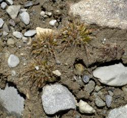 Centrolepis glabra, habit of flowering plants exposed on the shore of a kettlehole tarn (Ahuriri Valley, Canterbury).
 Image: K.A. Ford © Landcare Research 2013 